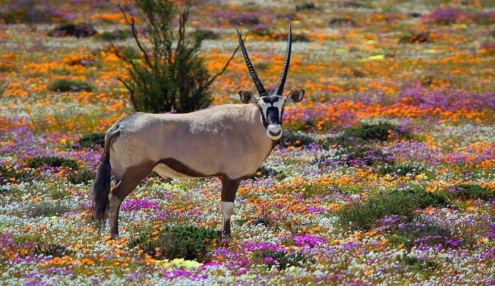 هزینه سفر به آفریقای جنوبی با تور ؛ گل‌های وحشی در فصل بهار