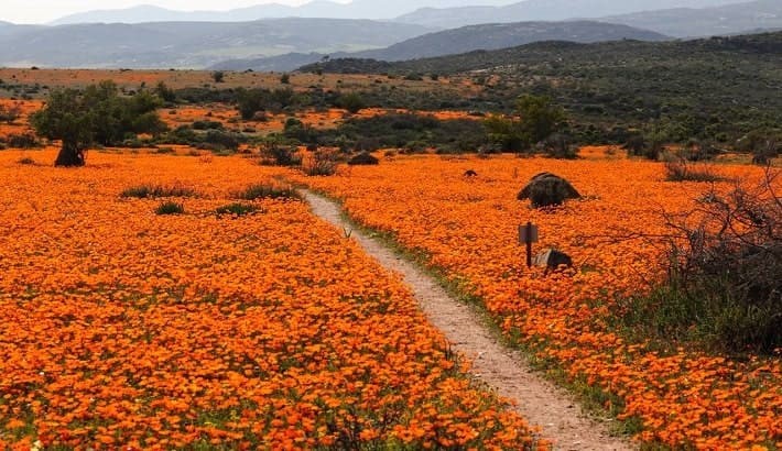 هزینه تور آفریقای جنوبی ؛ گل‌های وحشی نامکوا