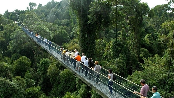تور سنگاپور _ پل معلق TreeTop Walk